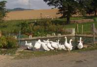 Au dtour d'une ferme...