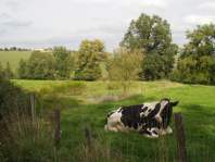 Les prs sont toujours occups par nos paisibles ruminants.