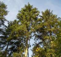Nous pouvons admirer de beaux specimen d'arbres...