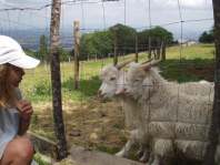 Des animaux sympathiques qui enchantent les enfants...
