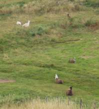 Les lamas taient un peu trop loin...