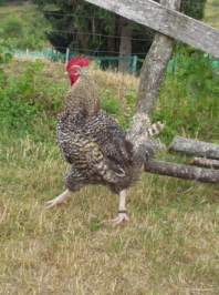 Magnifique coq !