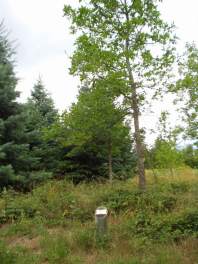Des arbres, de tous les continents...
