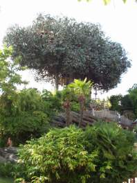 L'arbre de Robinson, superbement reconstitu...