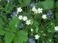 Les premires fleurs du printemps