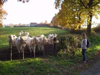 Un peu plus loin, nous croisons des vaches trs bavardes qui meuglent  tout va ! Les enfants sont clats de rire !